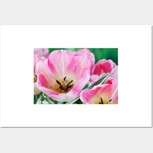 Tulipa  &#39;New Design&#39;  Triumph Group  Tulip Posters and Art